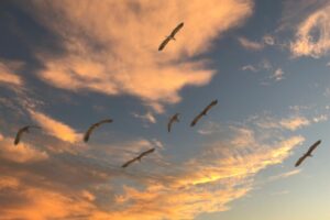 Contaminación lumínica en Texas está impactando a las aves migratorias
