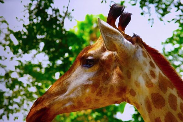 Zoológico de Houston da la bienvenida a una jirafa bebé