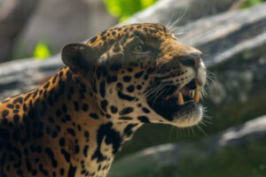 Muere Tesoro, el querido jaguar del Zoológico de Houston, tras batalla contra enfermedad crítica