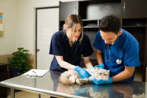 Texas refuerza control sobre clínicas veterinarias con nuevas leyes
