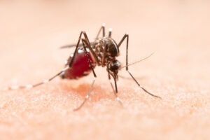 Condado de Fort Bend anuncia fumigación contra mosquitos para el 22 al 24 de junio de 2026