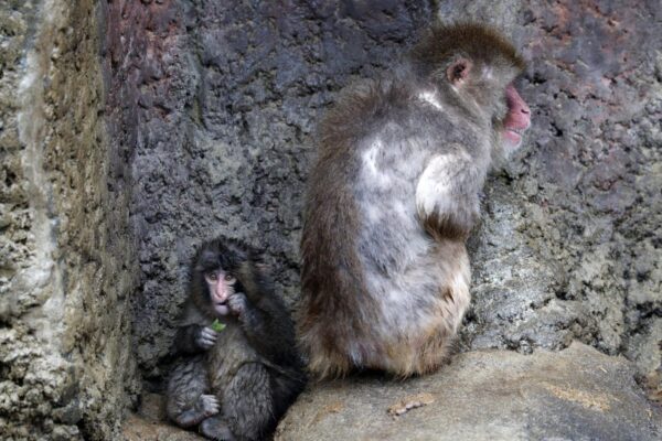Punch, el macaco japonés que se viralizó por su peluche, celebra su primer cumpleaños