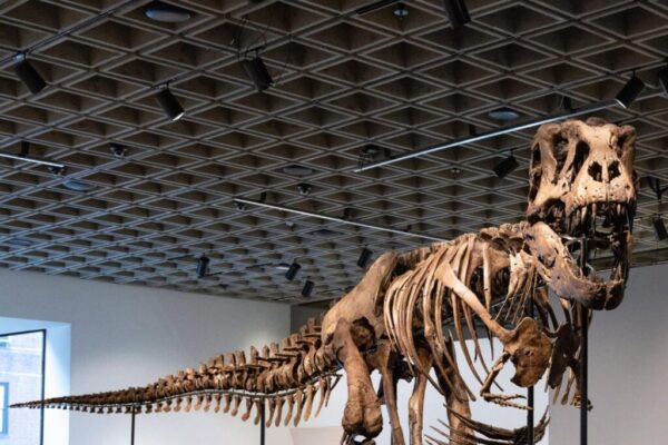 Un esqueleto de T. Rex se vende por un récord de 50,1 millones en subasta en Nueva York