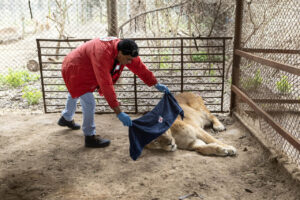 Despliegan operativo para enviar 30 grandes felinos desde Argentina a EE.UU. y Sudáfrica