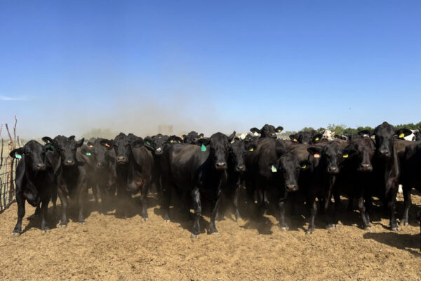 Ganaderos prevén que abrir borde con EEUU modere auge de exportaciones mexicanas de carne