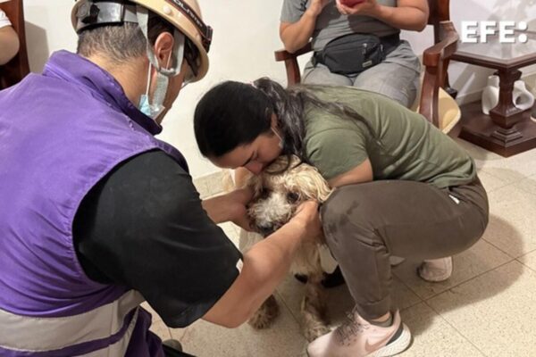 Antonio, el perro rescatado de los escombros alimenta la esperanza de una familia en Cali